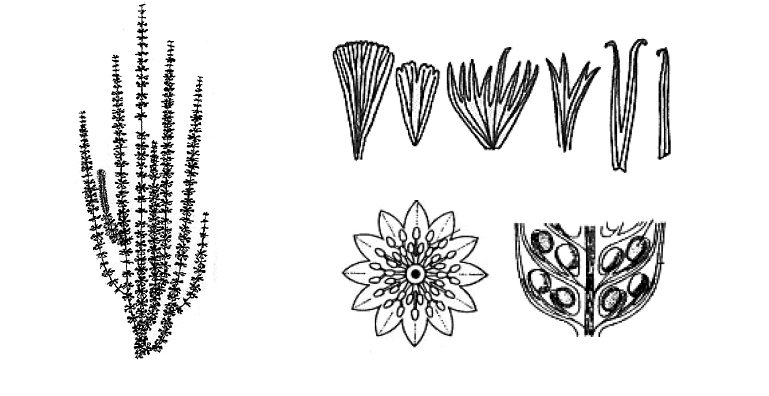 Orden Sphenophyllales ( ) (Devónico Superior-Triásico Inferior) Familia Sphenophyllaceae Plantas trepadoras o rastreras, formaban parte considerable del sotobosque durante el Carbonífero, tallo largo