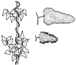 Orden Schizaeales Este orden comprende helechos terrestres o epífitos, a veces escandentes. Tallos erectos o reptantes.