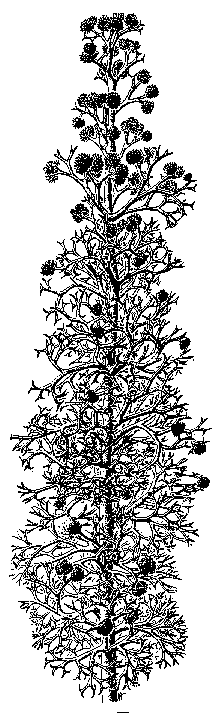 Estas plantas poseían ejes principales ramificados monopodialmente de crecimiento continuo que daban ejes laterales de crecimiento limitado que se dividían muchas veces con dicotomías o tricotomías.