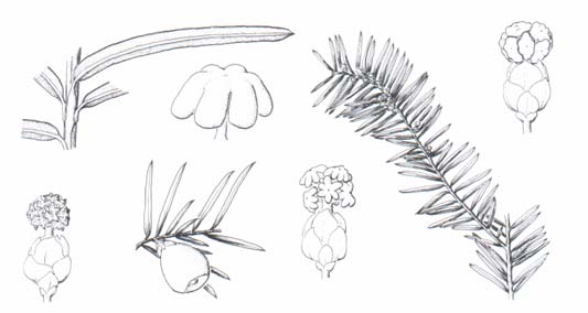 Orden Taxales. Familia Taxaceae (Jurásico inferior-actualidad).