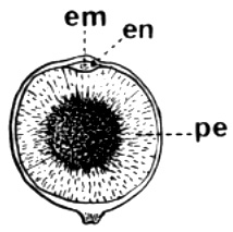 Semilla 1, embrión muy pequeño, perisperma abundante. Distribución: Regiones tropicales del Viejo y Nuevo Mundo.