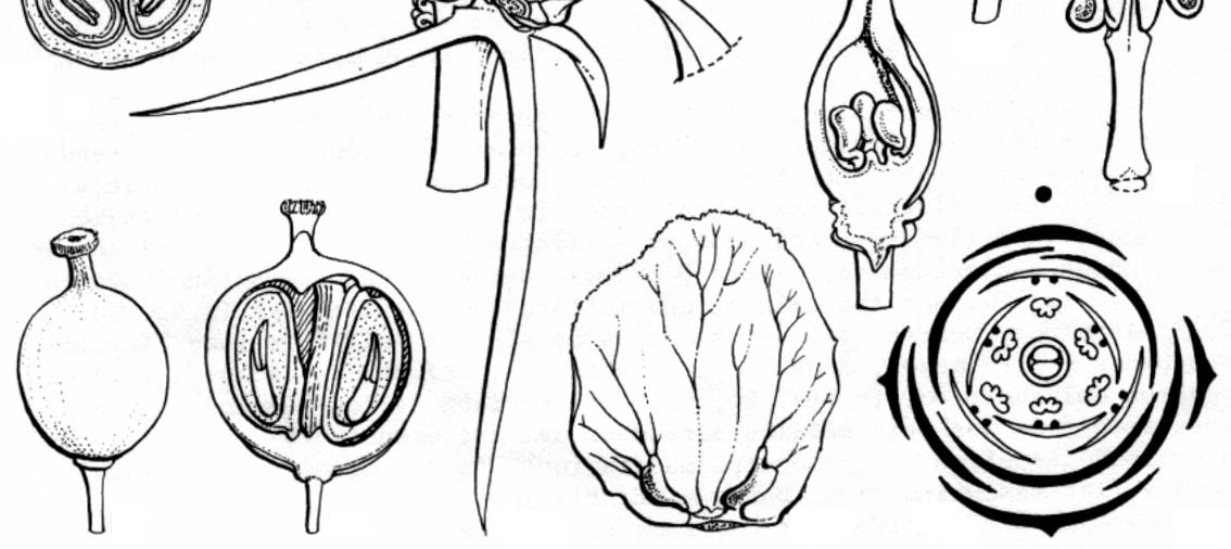 Estambres 4 ó 6 PAPAVERACEAE FUMARIACEAE Familia Papaveraceae (25/200); [4/7]. Arbustos o hierbas frecuentemente espinosas, con látex.