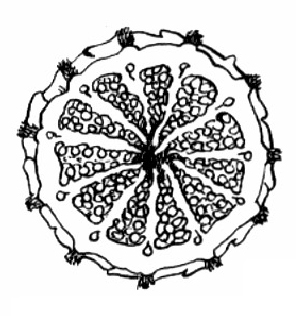 somniferum adormidera son ornamentales, del látex de esta última se extrae el opio.