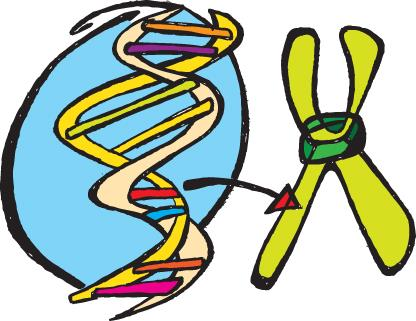 VARIACION INTRAESPECIFICA, EVOLUCION Y CONSERVACION El desarrollo de un organismo viene determinado por complejas redes de interacciones entre productos génicos.