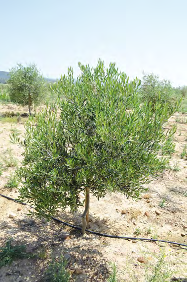invernaderos de propagación y cuarentena; y laboratorios La colección de campo de la Universidad de Córdoba ocupa ocho hectáreas y dispone de más de 500 variedades de olivo identificadas, de las que