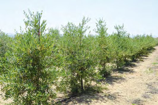 Centro, Diego Barranco, nos muestra un olivo de la variedad zarza. Olivar de la variedad arbosana.
