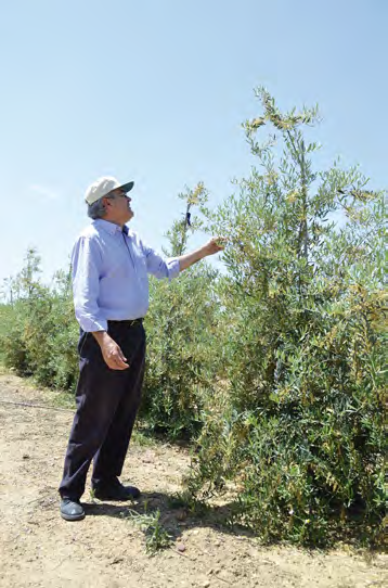 dad de olivo registrada en España, fruto del trabajo de mejora conjunto entre la UCO y el Instituto de Investigación y
