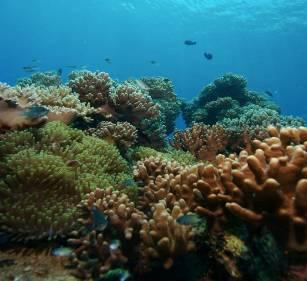 calentamiento de los océanos conduce al blanqueo de los corales / Mayor captación de CO