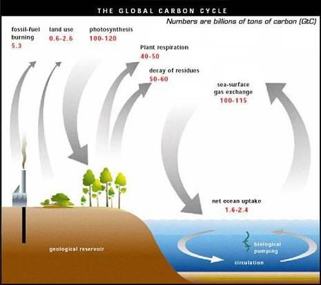 El ciclo del carbono C El ciclo del carbono: Describe los flujos de carbono entre distintos