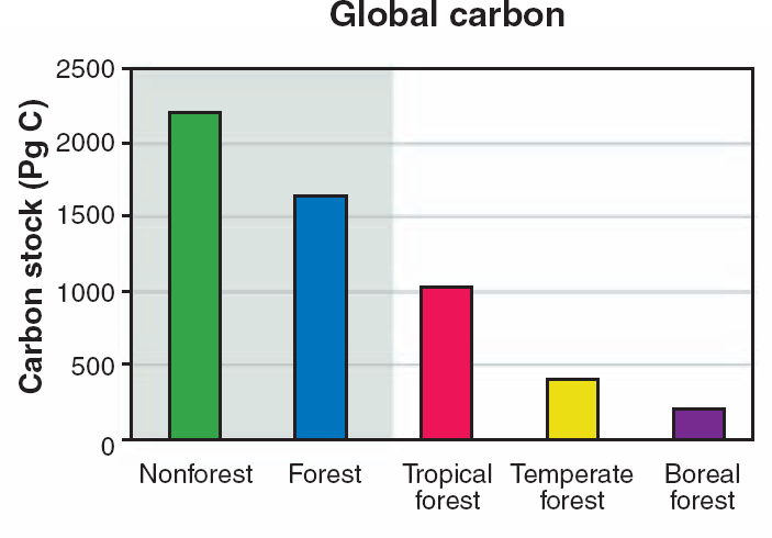Contenidos mundiales de carbono en los bosques % C terrestre Tropical ~25% Templado ~10% Boreal ~5% Los bosques absorben 2.6 giga toneladas de C (9.