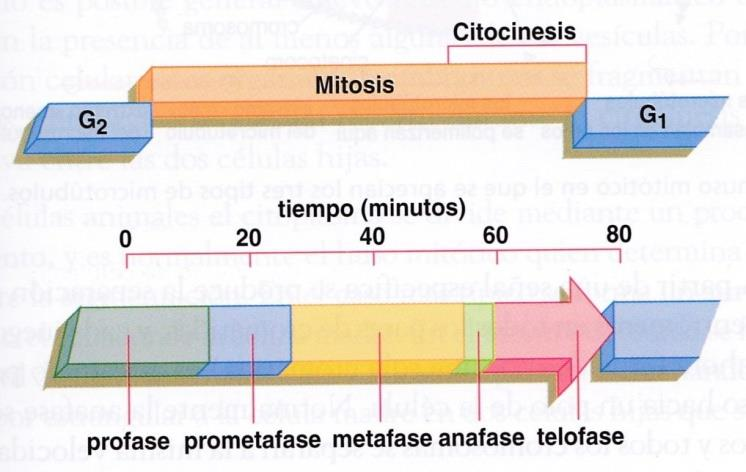 1 MITOSIS: Obtención de dos células hijas con idéntica información genética entre ellas e igual a la que tenía la célula madre En