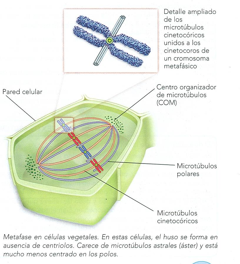 Tipos: Cinetocóricos (unidos a los cinetocoros de los cromosomas y al centrosoma) Polares (sólo unidos al centrosoma