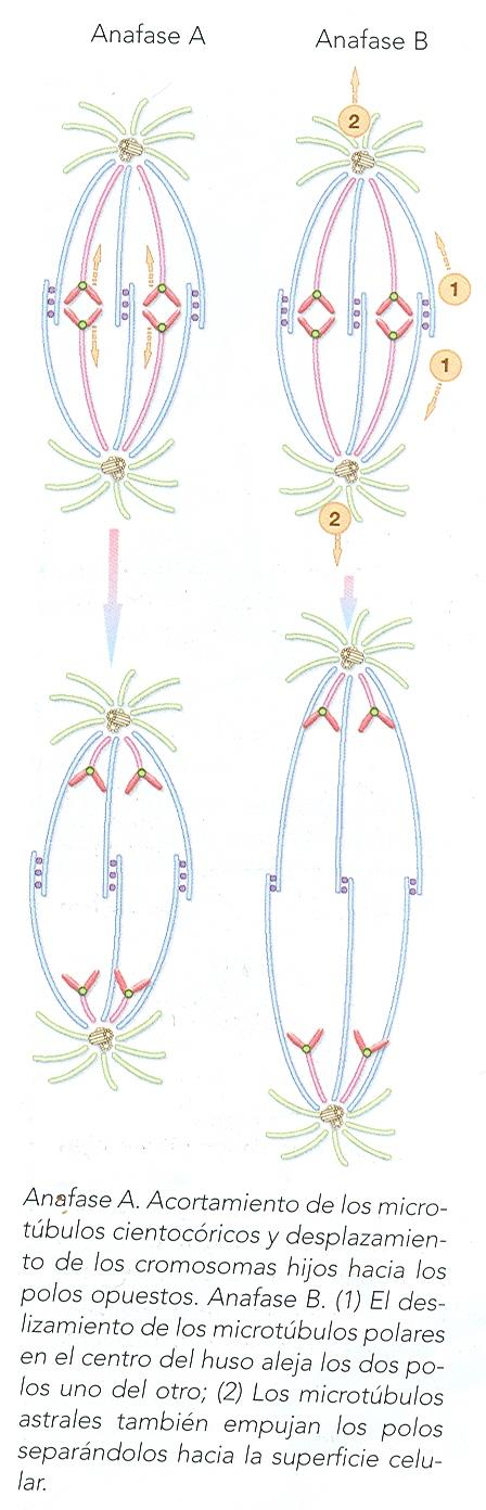 ANAFASE ( de nuevo ) TELOFASE( fin ) 1.- Separación de cromátidas hermanas (despolimerización unidades de tubulina) Cada cromátida se transforma en 1 cromosoma individual 2.