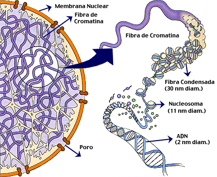 Cromatina Conjunto de fibrillas de ADN asociado a proteínas (nucleoproteínas) Tipos: Eucromatina: cromatina poco