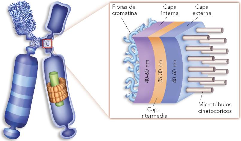 3. EL NÚCLEO MITÓTICO: Cromosomas Núcleo en mitosis Desaparece la estructura nuclear, se condensa la cromatina y se forman los cromosomas (aparecen como entidades separadas).
