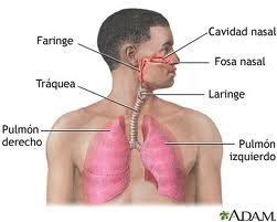 EL SISTEMA RESPIRATORIO HUMANO La respiración es el proceso fisiológico involuntario y automático por el cual tomamos aire (oxígeno) del medio que nos rodea y se expulsan los gases de desecho con el