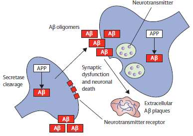 2.3. Patogenia de la EA El proceso degenerativo de la EA, por el cual se produce una disfunción y muerte neural, es debido a la formación de placas amiloides extracelulares y ovillos neurofibrilares