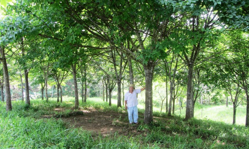 Intensificar la producción forestal Reforestación con Pachira quinata (cedro espino) en modelo de agro-sucesional Cultivos