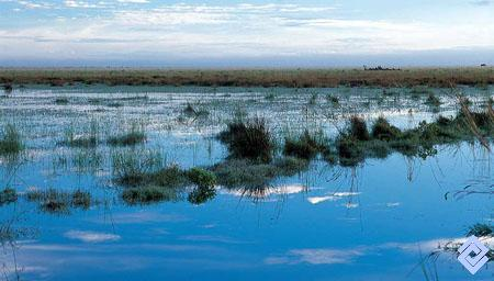 En las últimas décadas se han generado drásticos cambios que amenazan la biodiversidad en los Llanos.