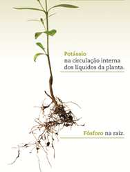 Para entender el sector Los fertilizantes están compuestos por tres nutrientes básicos: nitrógeno (N), fósforo (P) y potasio (K).