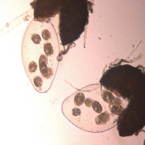 » Oidiopsis Leveillula taurica Síntomas Produce manchas amarillas claras, difusas