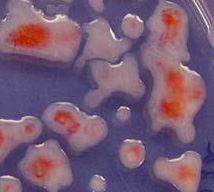 » Marchitamiento bacteriano Ralstonia solanacearum Síntomas