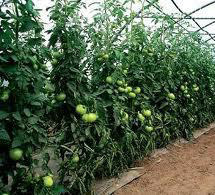 Introducción El cultivo de tomate, es uno de los cultivos hortícolas más difundido en las distintas zonas agroecológicas de la Argentina y de países limítrofes.