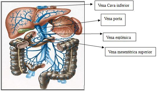 Trombosis Venosa Portal no Cirrótica Ramas intrahepáticas portales Vena Porta Vena Esplénica Vena Mesentérica superior