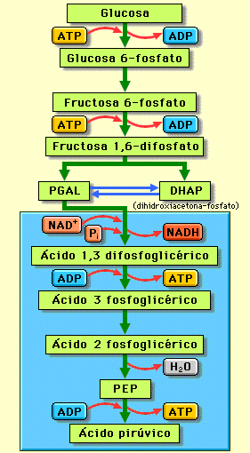 1º Etapa de activación: La glucosa se rompe en dos triosas: se gastan 2 ATP 1 2º Etapa de degradación.mediante reacciones de oxidación se transforma en dos moléculas de ac. pirúvico.