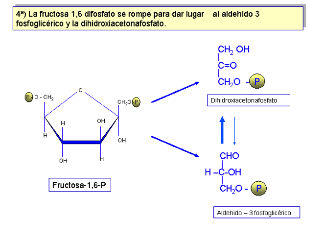 La fructosa 1, 6-difosfato se rompe y da lugar al