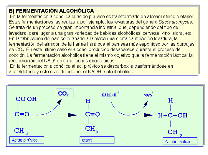FERMENTACIÓN ALCOHÓLICA El ac. pirúvico se transforma en alcohol etílico o etanol. Proceso llevado a cabo por levaduras del género Saccharomyces.