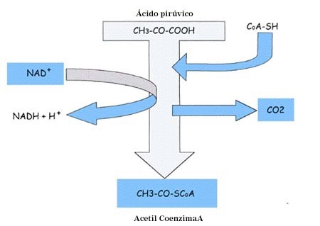 Formación del acetil CoA (Descarboxilación oxidativa) 2 2 Piruvato