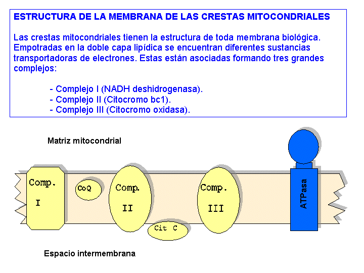 ESTRUCTURA DE LA MEMBRANA DE LAS CRESTAS MITOCONDRIALES La membrana de las crestas mitocondriales tiene la estructura de membrana de mosaico fluido.