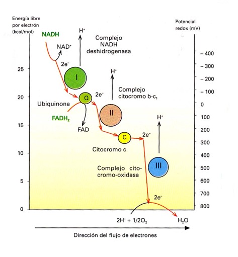 El transporte de electrones comienza cuando el NADH + H+ cede los e- al complejo I y a través del Co Q, pasan al complejo II.