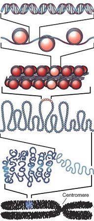 La imagen siguiente representa la estructura del ADN, como se ve en diversas ampliaciones. Utiliza esta ilustración para responder a las preguntas 8 y 9 a continuación. 1 2 3 4 5 http://janetsplace.