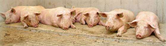 Dirigir Programa de producción porcina a gran escala Foco en producciones porcinas anuales de 500-3000 cerdos 4 niveles basados