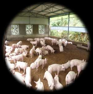 especializadas de producción porcina Desarrollar