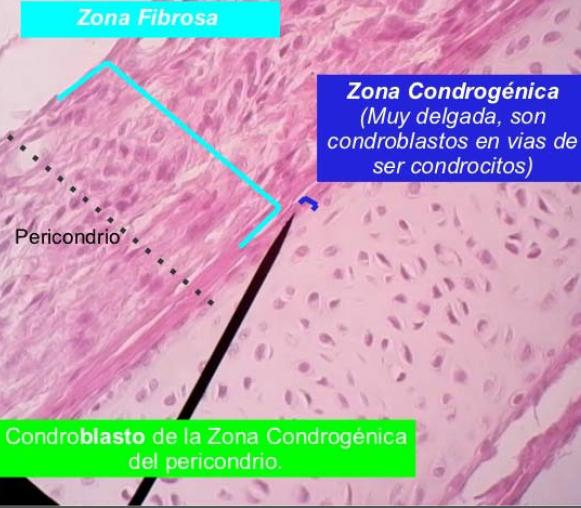 El tejido cartilaginoso está compuesto por células llamadas condroblastos.
