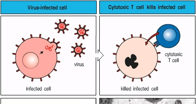 LA RESPUESTA INMUNE CELULAR ESTÁ MEDIADA POR LINFOCITOS T ACTIVADOS Linfocitos T Citotóxicos CD8 Esenciales en la eliminación de virus Célula infectada por virus