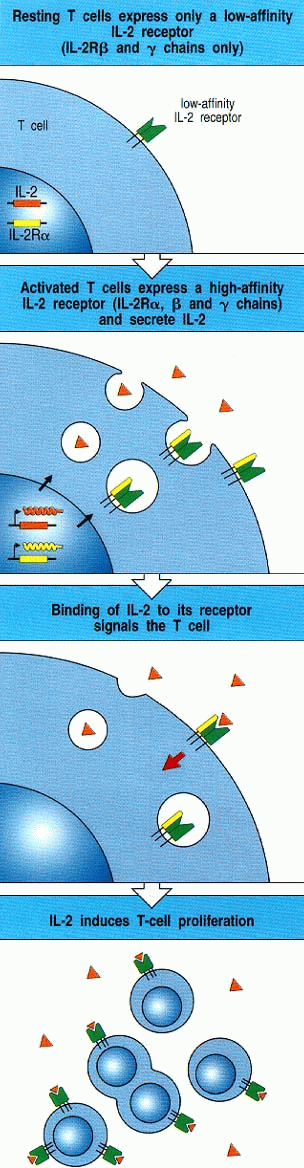 Papel de la IL-2 en la expansión clonal T Las células T no-activadas sólo expresan el receptor IL-2 de baja afinidad (cadena y b del RIL-2 ) RIL-2 de baja afinidad Las T