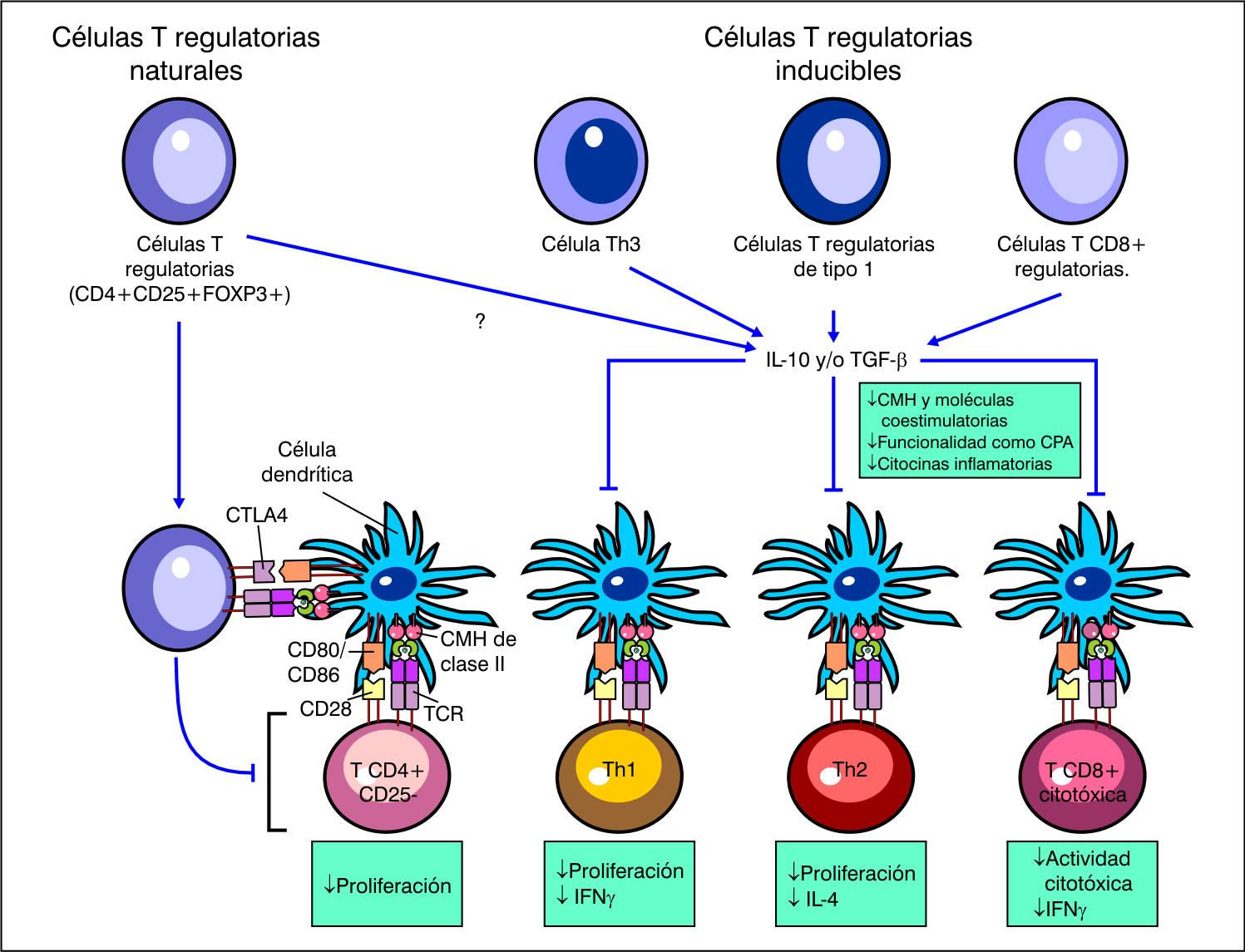 Las células Treg regulan la respuesta inmune