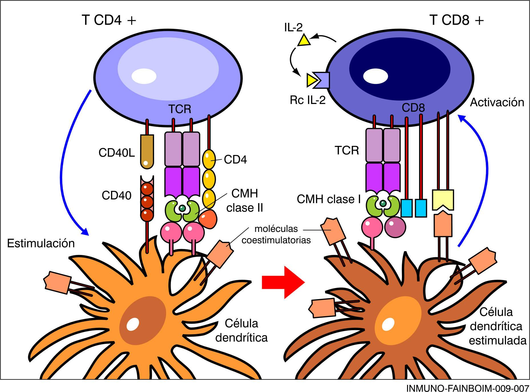 Colaboración de células T