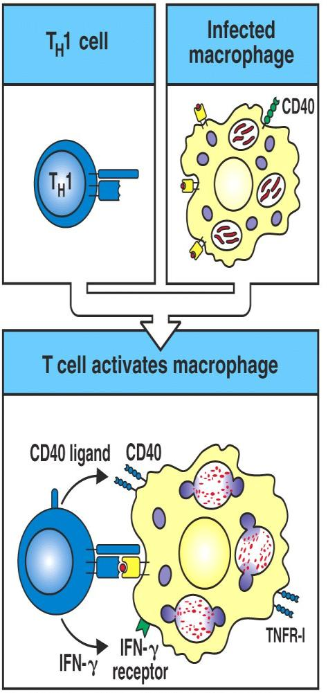 Las células TH1 activan a los macrófagos que expresan el