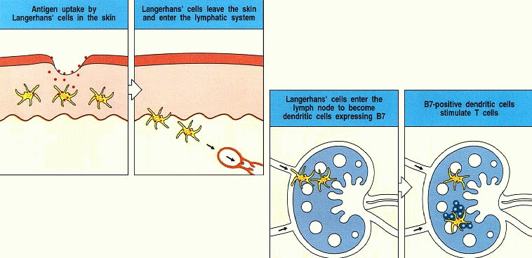 Captación del Captación antígeno del por las antígeno células por las de langerhans de la células de piel Langerhans de la piel Las células de Las células de langerhans Langerghans migran al ganglio