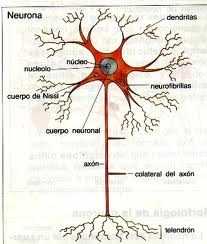 pasar la información). El sistema nervioso tiene dos partes: -El sistema nervioso central. -El sistema nervioso periférico. 2- Las neuronas.