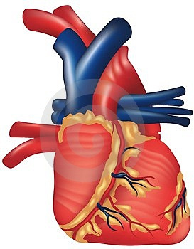 LA COORDINACIÓN INTERNA 1- Qué es la coordinación interna. El medio interno es todo lo que tenemos dentro del cuerpo: la sangre, el corazón, los pulmones, el cerebro.