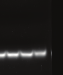 reacciones, de igual manera en la Figura 5 se observan las bandas compuestas por los primers que una vez más no hibridaron con el ADN genómico.