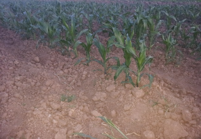86 87 Figura 1. Cultivo de maíz ya establecido en el predio.