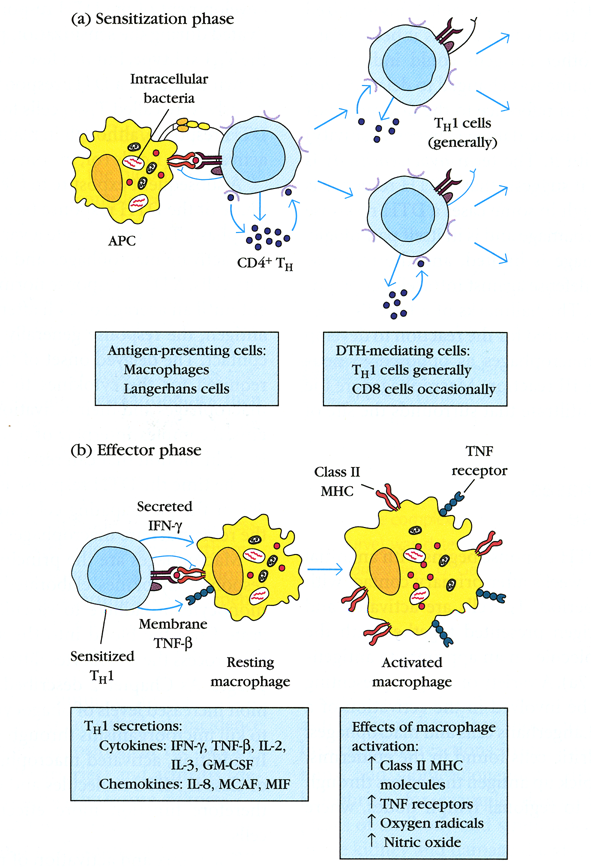 Tema 13. La respuesta inmune mediada por células Hipersensibilidad retardada (DTH) Es una respuesta mediada por linfocitos Th1 activados frente a determinados antígenos.