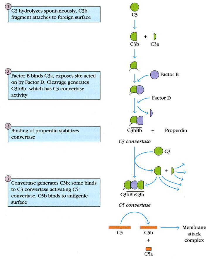 Tema 15. El sistema del complemento Vía alternativa de activación del complemento Es independiente de la formación de complejos antígeno-anticuerpo.